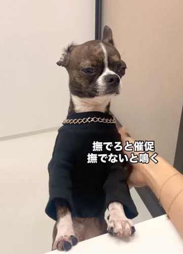 撫でてもらう犬