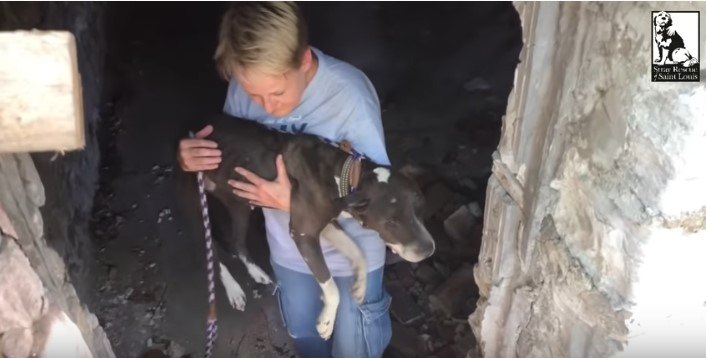 犬を抱えて運ぶ