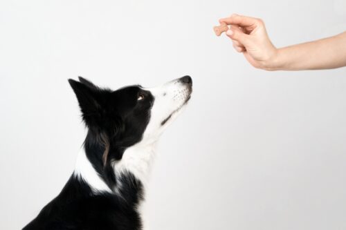 犬におやつを与える人
