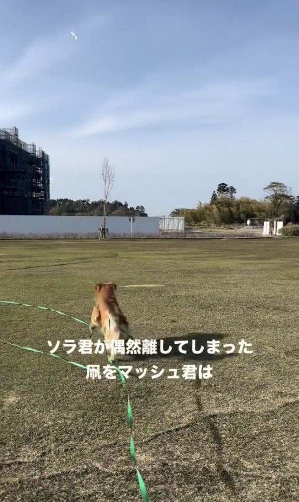 追いかけろ！