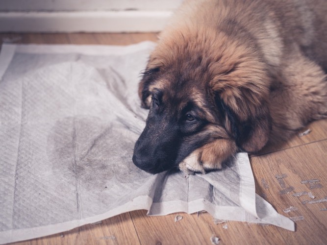 トイレシーツの上でしょんぼりする犬