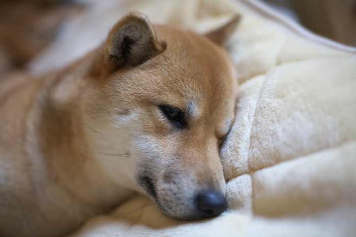 横たわる柴犬の顔のアップ