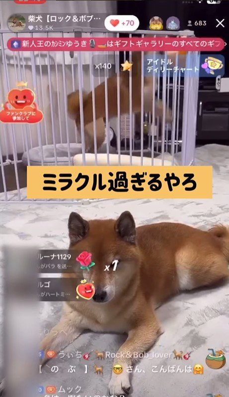 ロックくん＆ボブくんのハプニング