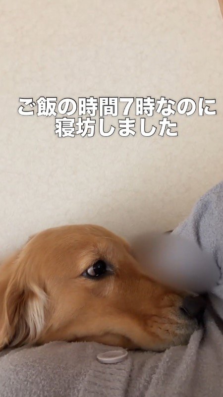 ベッドで横になっている飼い主を見つめるゴールデンレトリバー