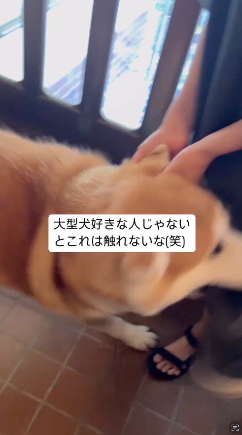 動き回る犬を撫でる飼い主の友人