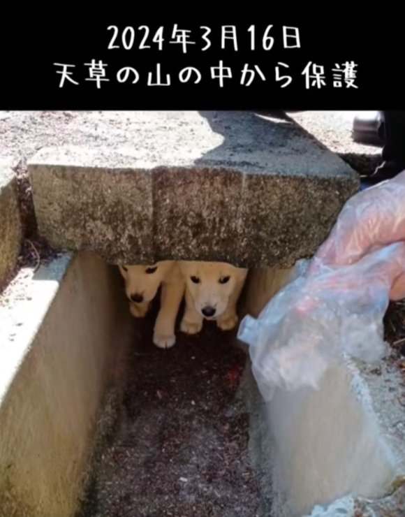 山の中に放置された子犬