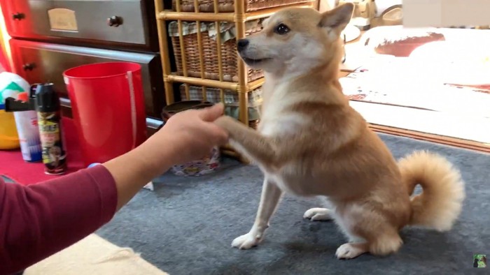 「お手」を披露