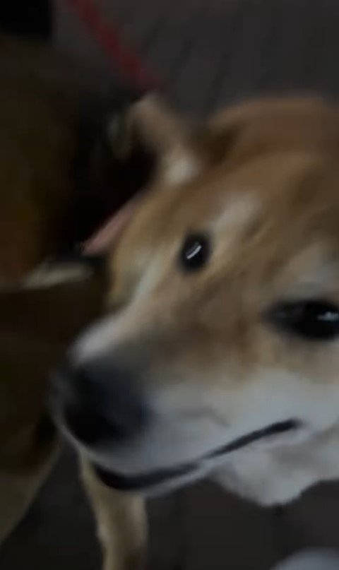 はちちゃんにドッキリを仕掛けた時の反応8