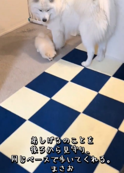 見つめる犬3