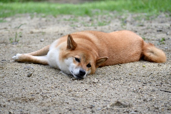 土の上で寝転ぶ犬