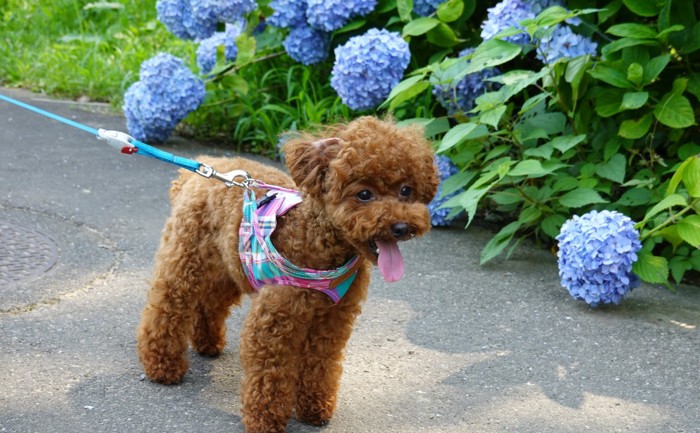 紫陽花と愛犬