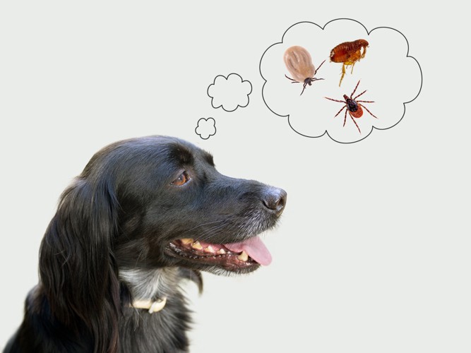 ノミやマダニなどの寄生虫を思い浮かべている犬