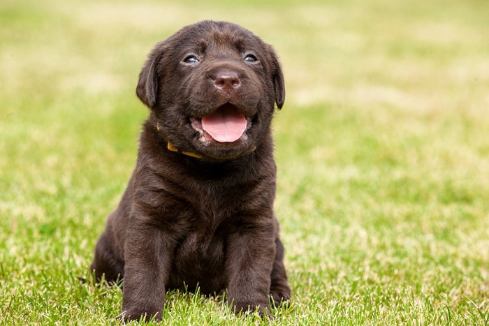 草の中の子犬