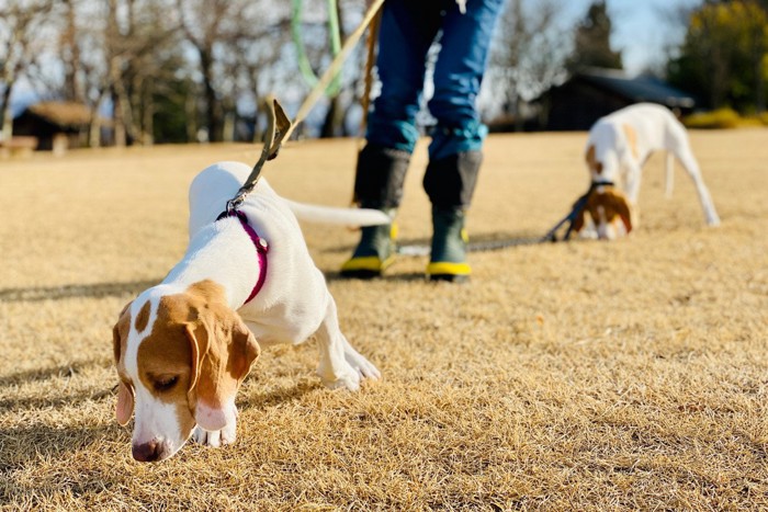 地面のにおいを嗅ぐ犬