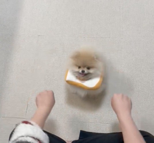 差し出された2つの手を見つめる犬