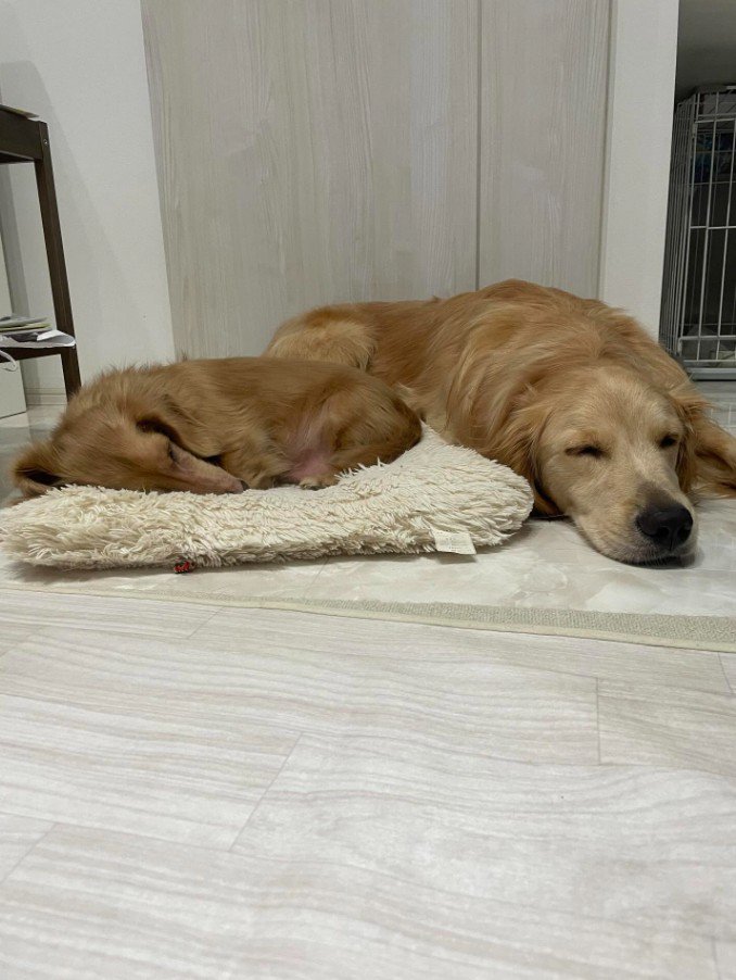 一緒にお昼寝♡