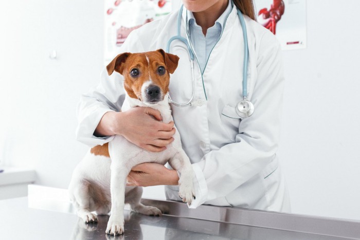 犬と獣医師