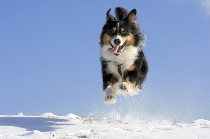 雪の中を走る犬