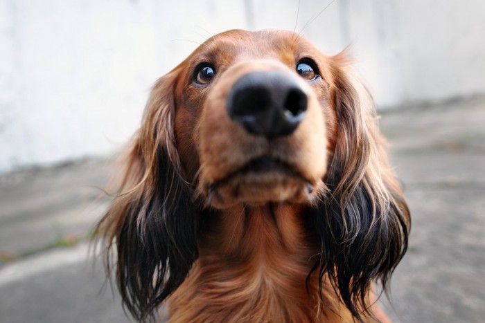 犬の鼻アップ