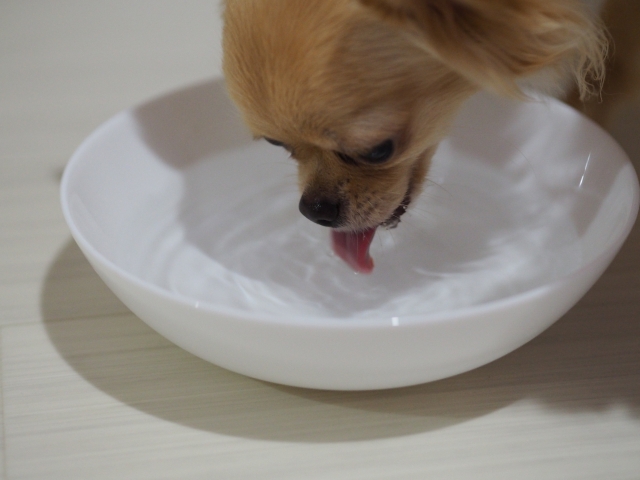 水を飲むチワワ