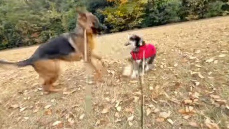 追いかけあう大型犬と犬