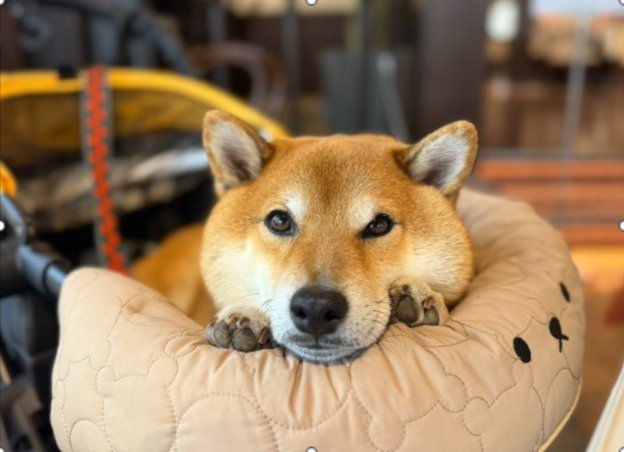 あざとい