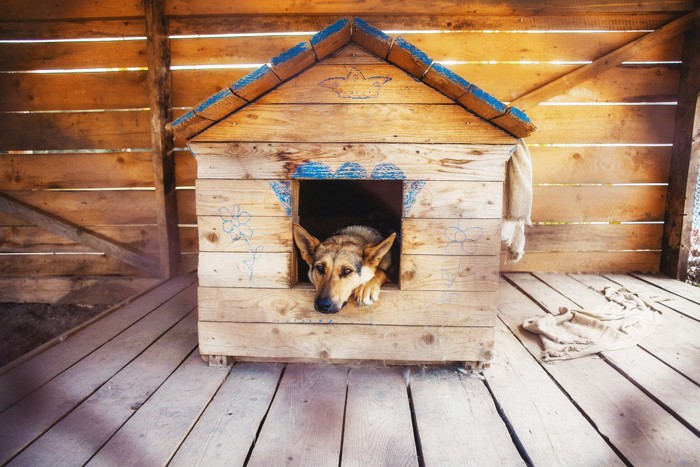 犬小屋から顔を出す犬