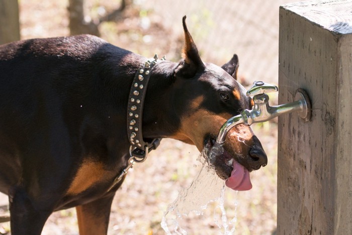 蛇口から水を飲んでいる犬