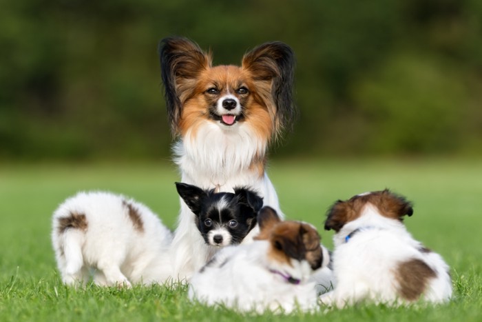 パピヨンの子犬たち