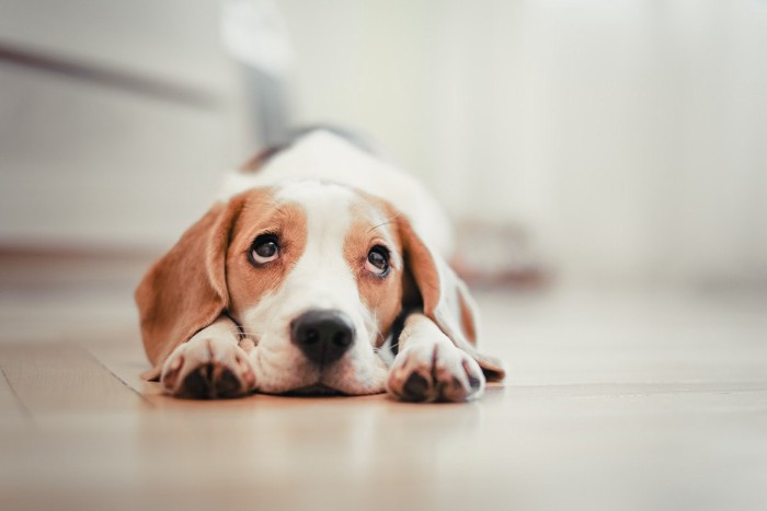 あごをつけて伏せる犬