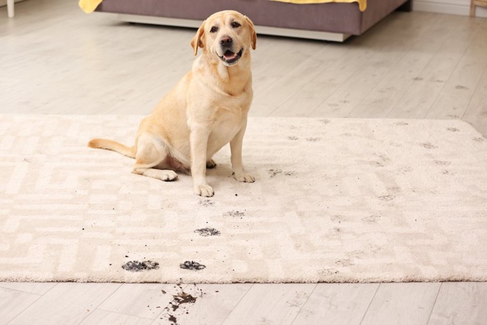 手足が汚れたまま部屋に入った犬