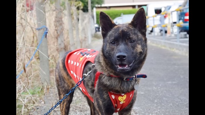 甲斐犬のハルヱちゃん