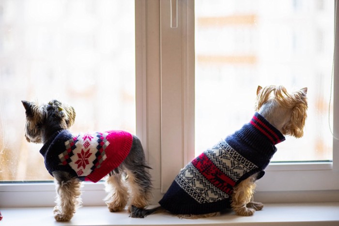 窓の外を見る2匹の犬