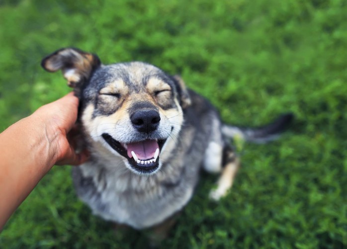 なでられてうれしそうな犬