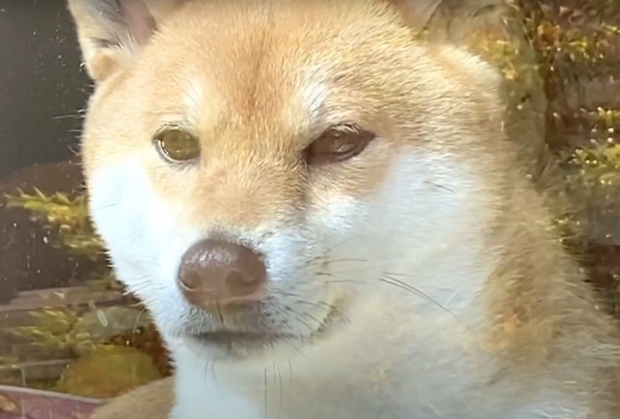 外から見た犬