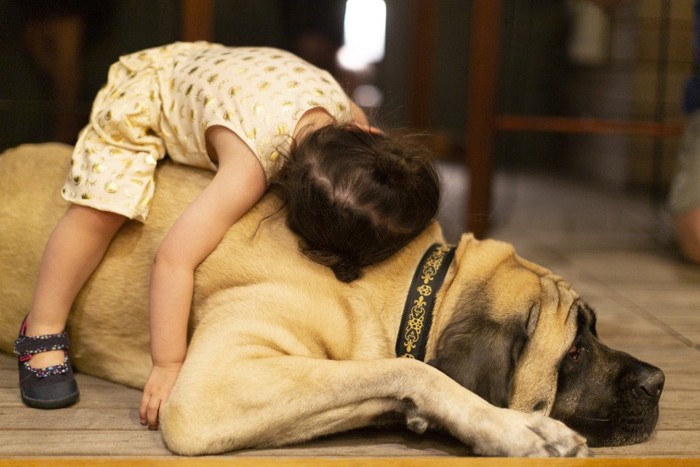 抱きしめられて嫌そうな犬