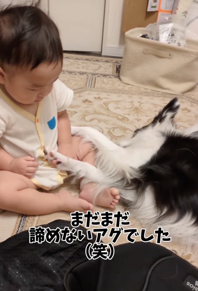 両前足で足にしがみつく犬