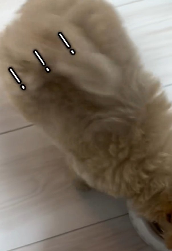 後ろ足が浮くきびちゃん