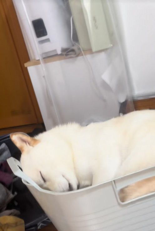 洗濯カゴで眠る柴犬