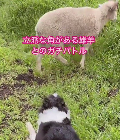 羊さんが群れに戻った！！