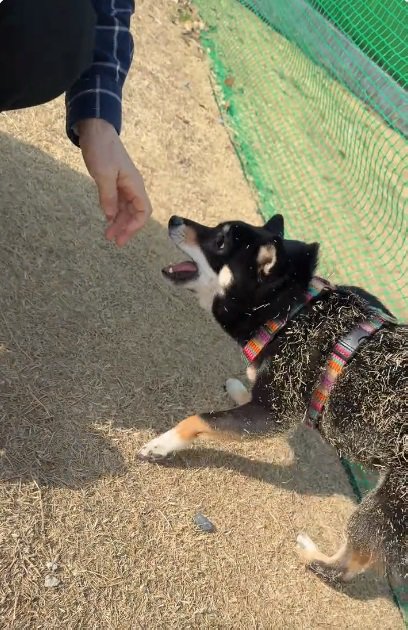 芝草まみれの音色ちゃん