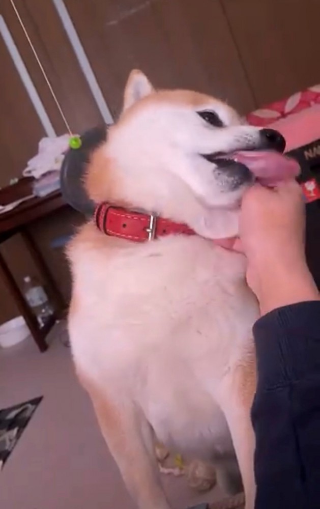 首元を撫でられている犬