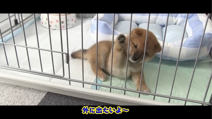 ケージに入る子犬