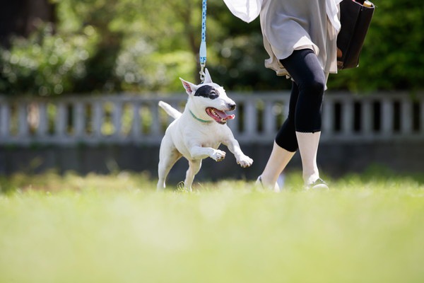 飼い主と走る犬