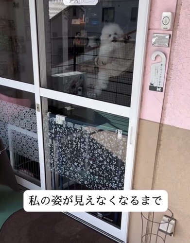 窓越しに外を見つめる犬
