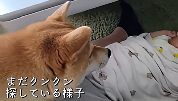 クンクンし続けるわらびちゃん