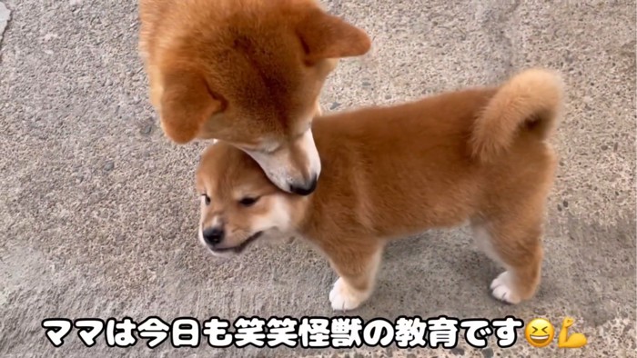 母犬と子犬