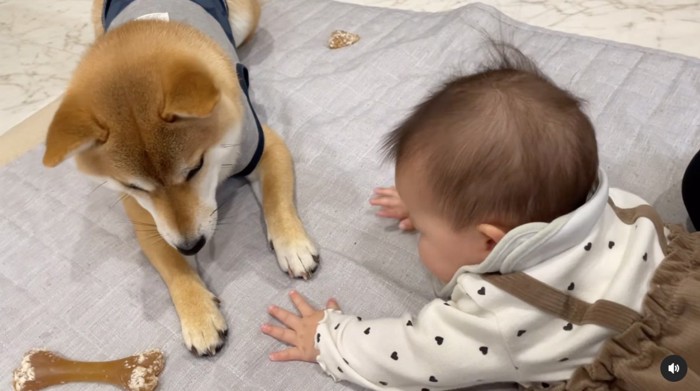 赤ちゃんと柴犬