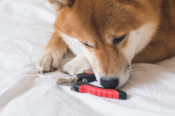 爪切りに鼻先を近づけている柴犬