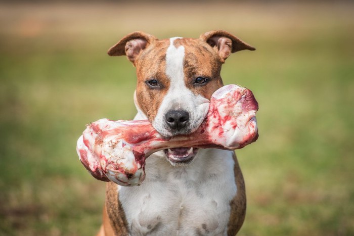 おやつをくわえている犬